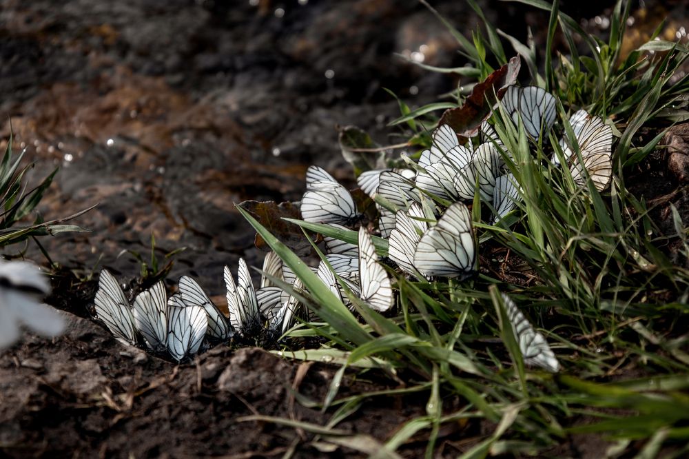 Photograph by Анастасия Семкина