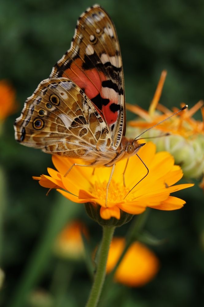 Photograph by Ирина Чувило
