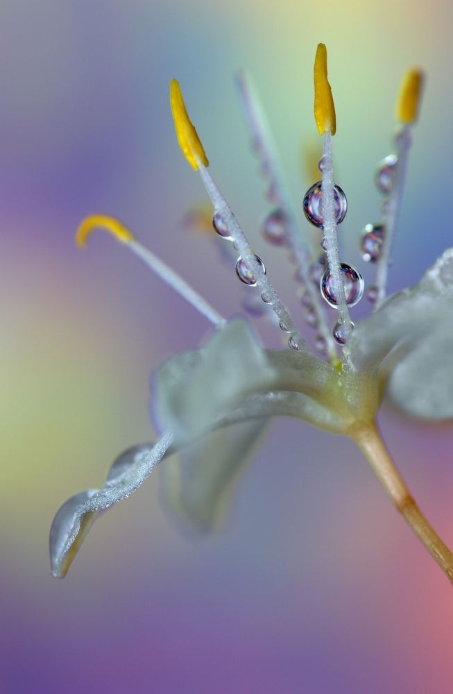 Хлорофитум