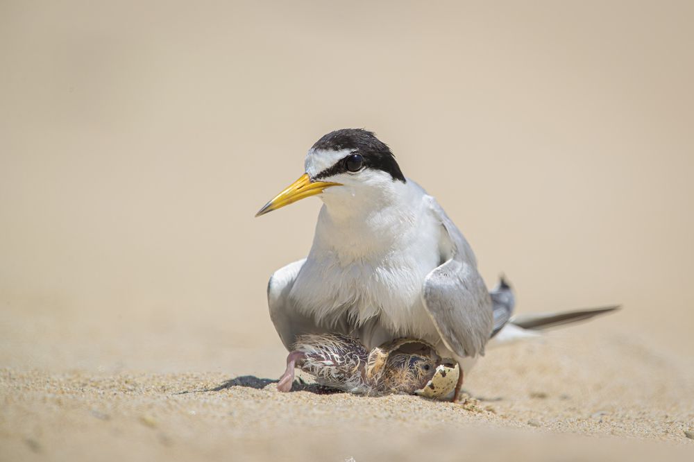 Photograph by Rin Võ