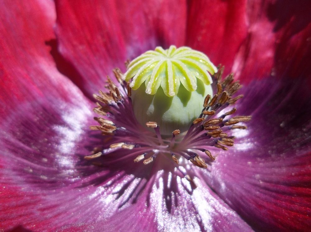 Photograph by Георги Колев