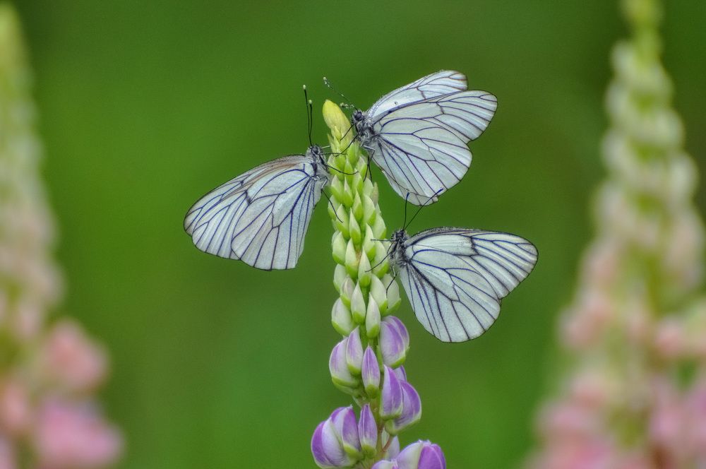 Боярышницы на люпине