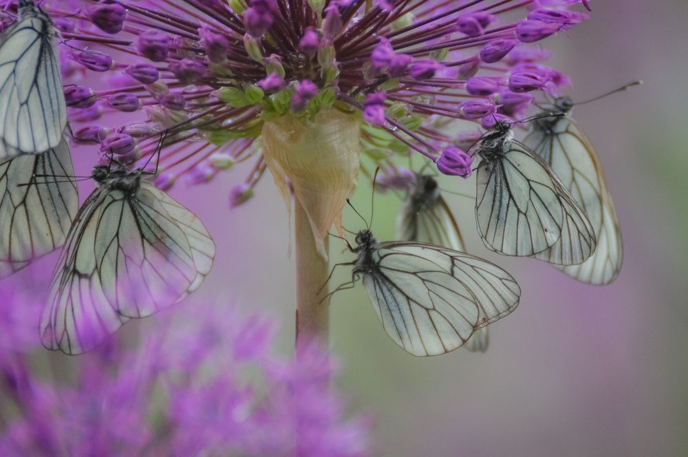 Боярышницы