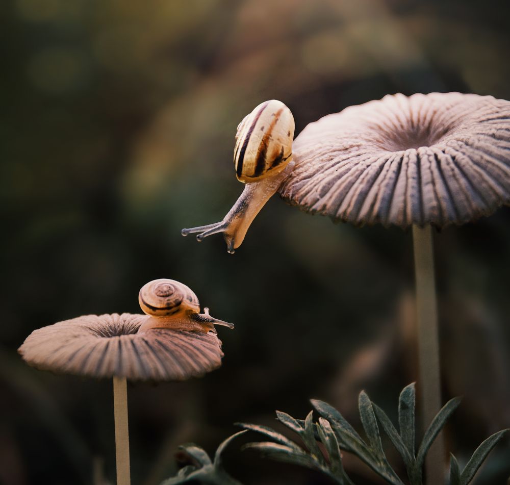 Photograph by Наталья Быстрая