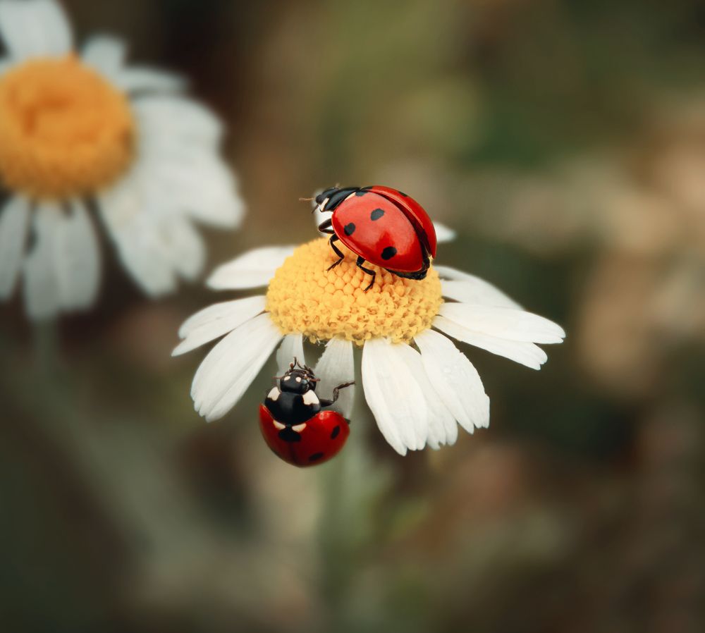 Photograph by Наталья Быстрая