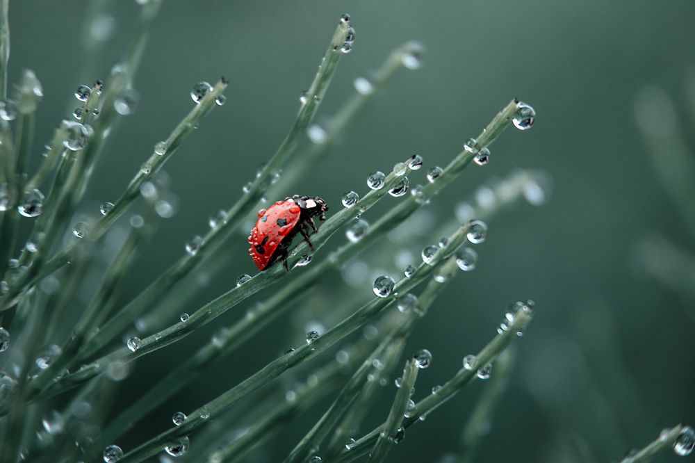 Photograph by Наталья Быстрая