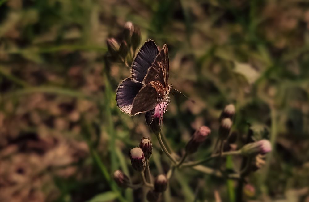A butterfly.