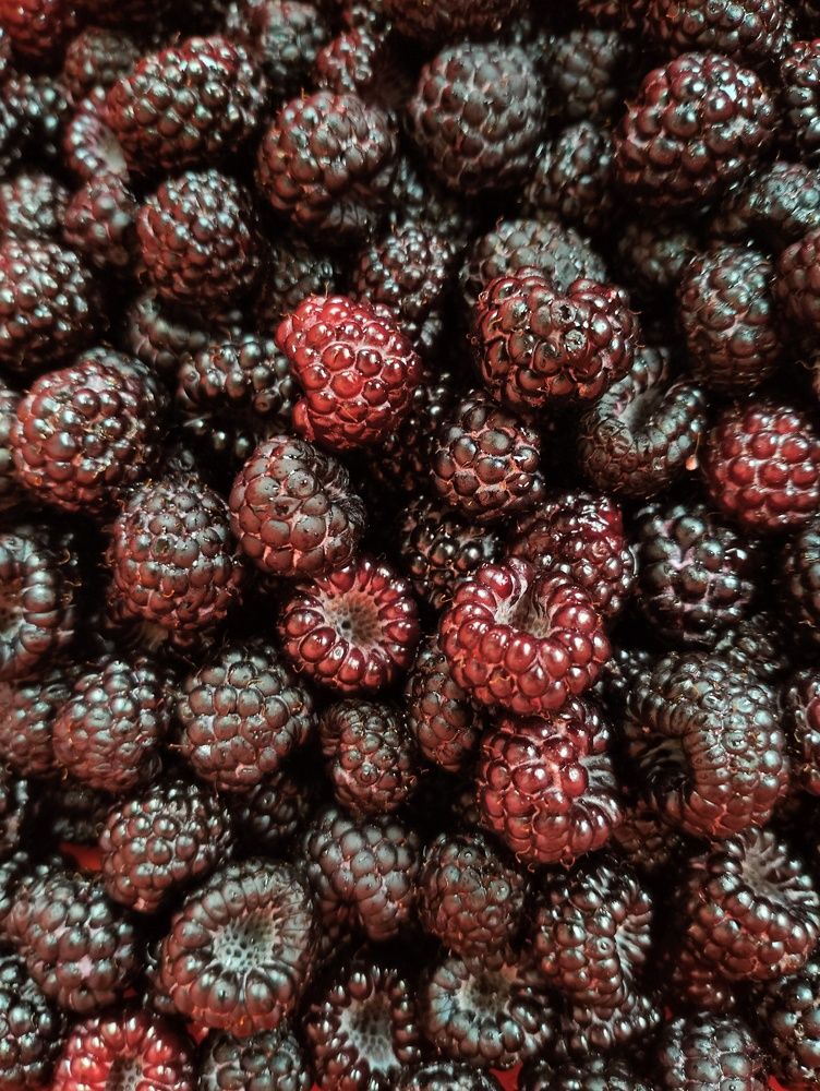 Photograph by Dicusar Alexandrina