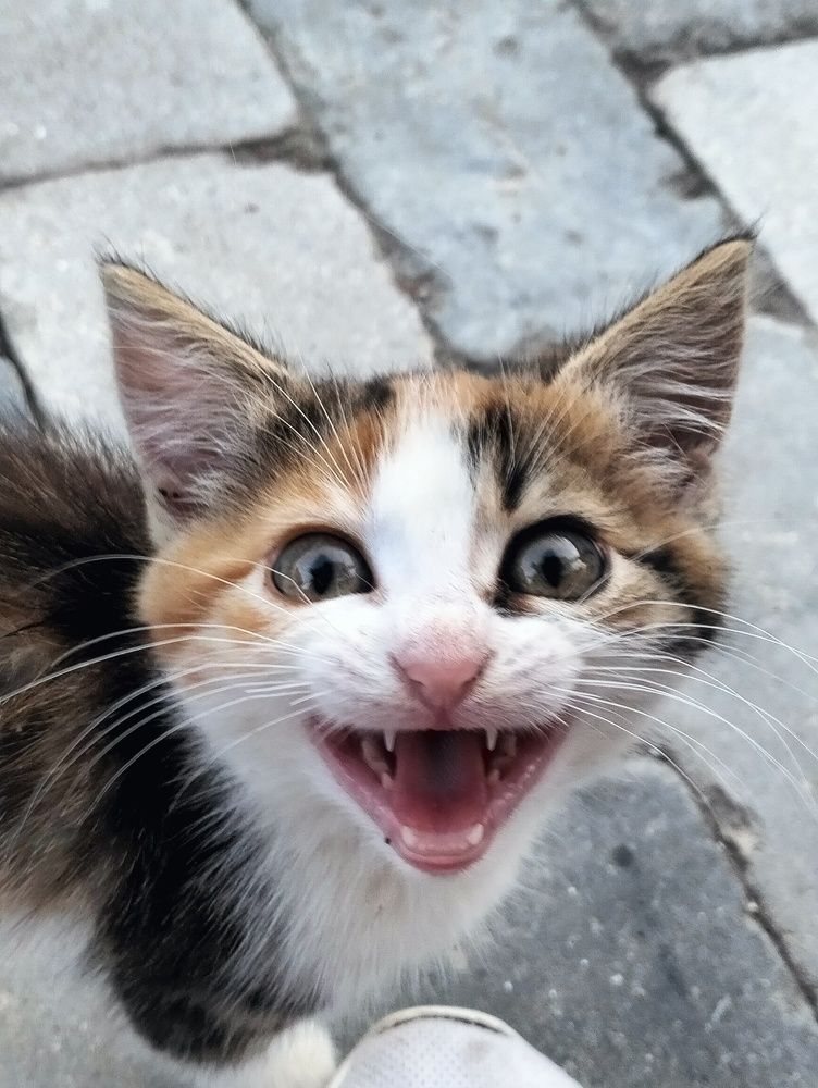 Photograph by Dicusar Alexandrina