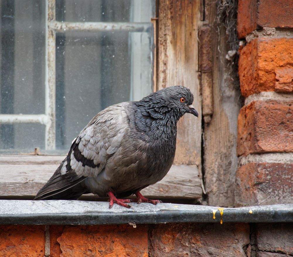 Photograph by Павел Кулинич