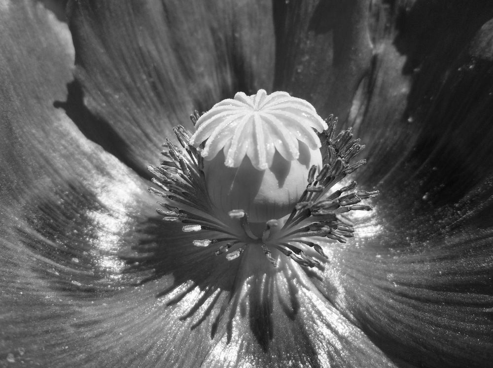 Photograph by Георги Колев