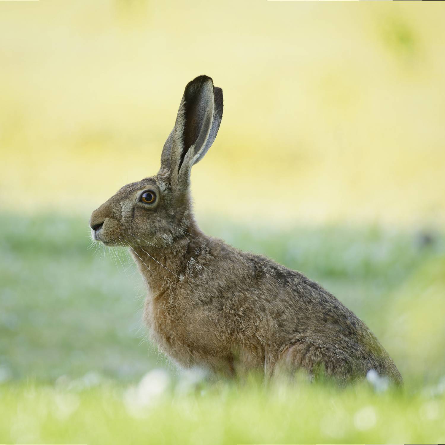 Hase im Sonnenaufgang