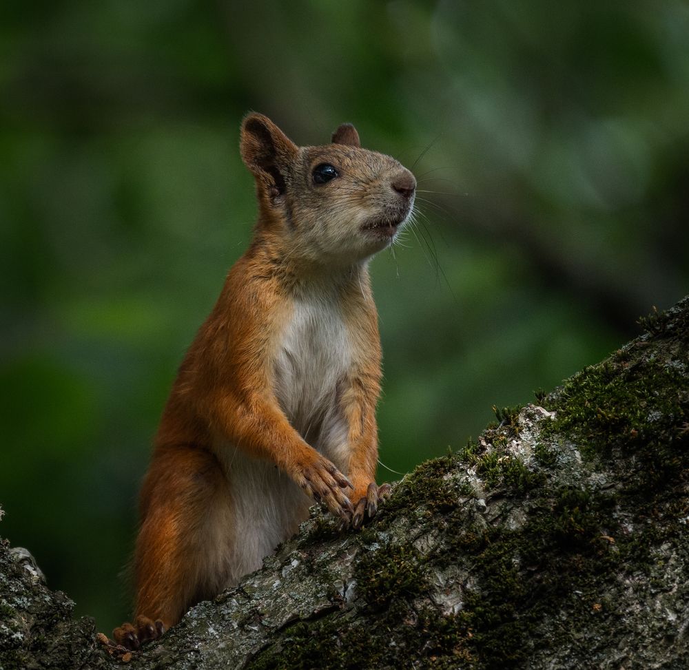 Photograph by Курлянцев Алексей