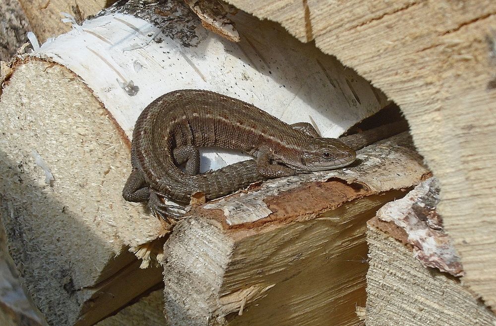 Photograph by Михаил Попов