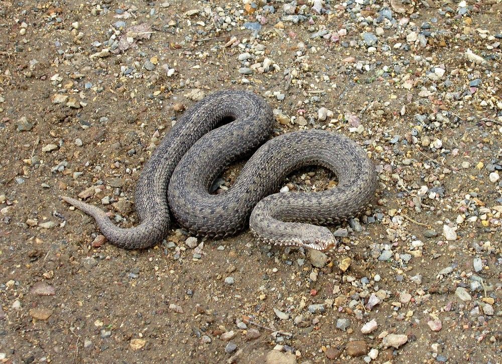 Photograph by Михаил Попов