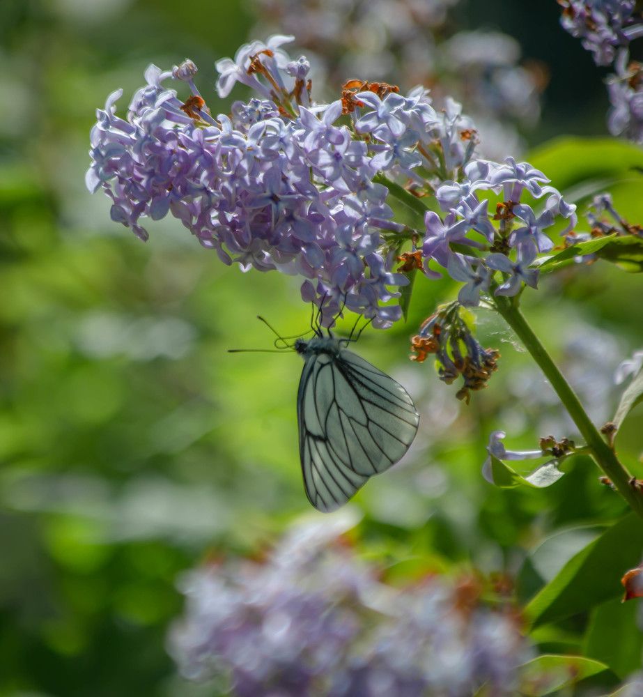 Photograph by Ольга Сафронова