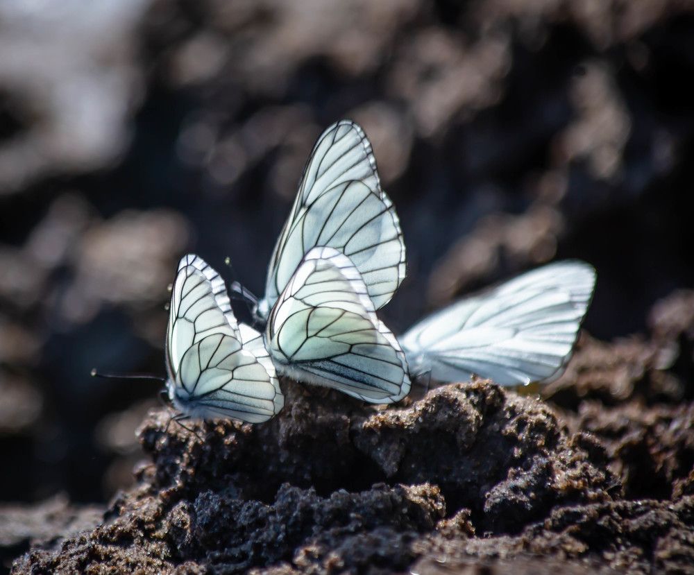 Photograph by Ольга Сафронова