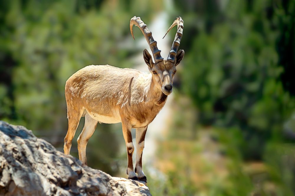 Photograph by David Lerer