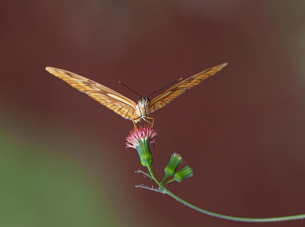 Фотография автора Анатолий Макоедов