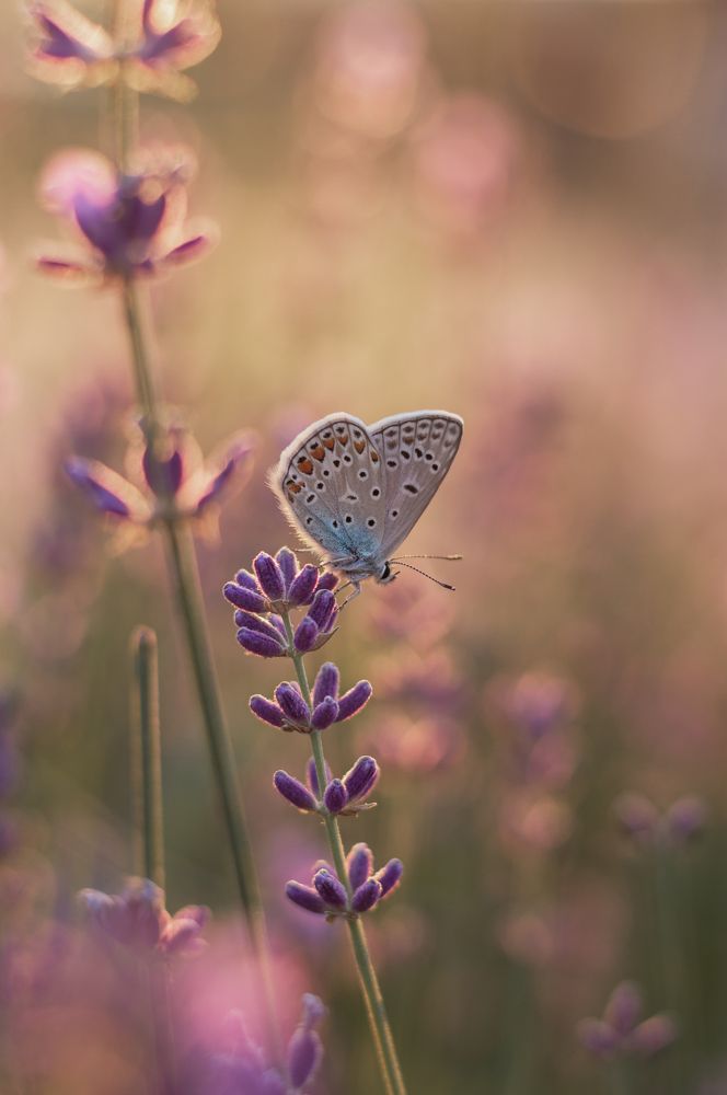 Красота и нежность