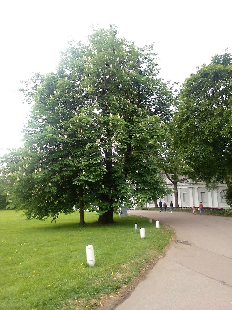 Photograph by Ольга Коркина