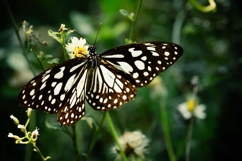 Photograph by Thusitha Dananjaya