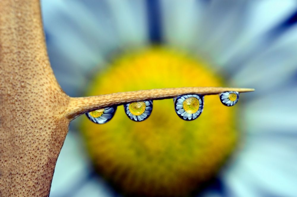 Ромашка в преломлении