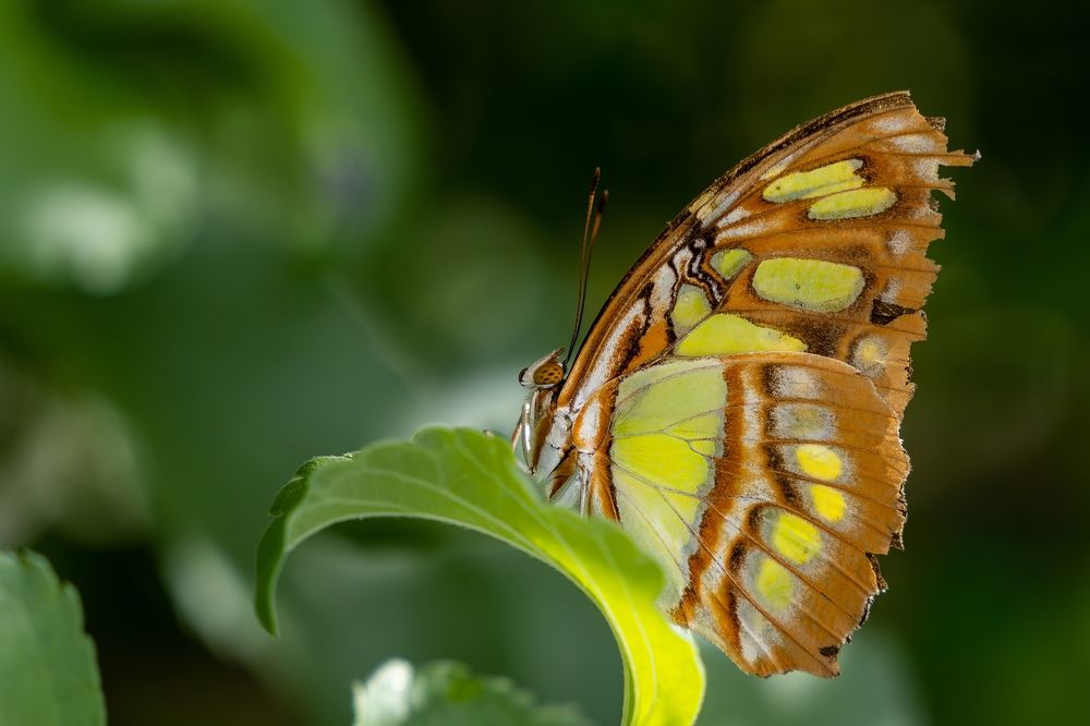 Фотография автора Viktoria Farkas