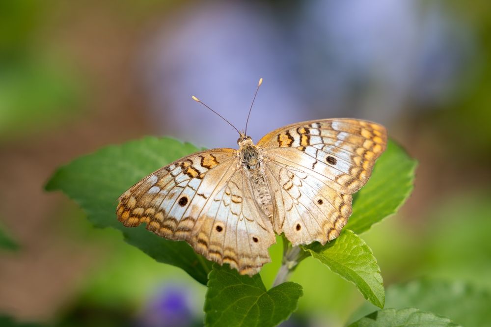 Фотография автора Viktoria Farkas