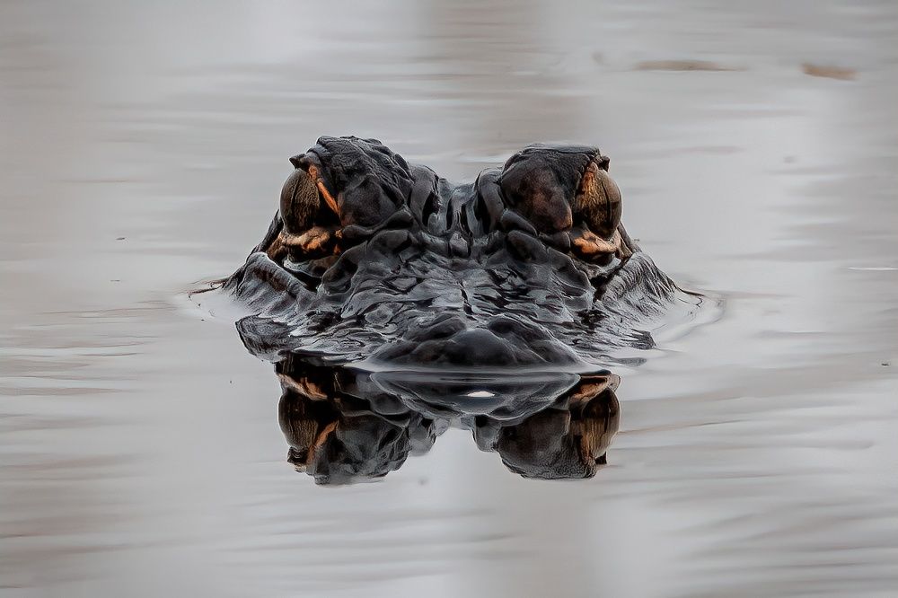 Photograph by Morring David