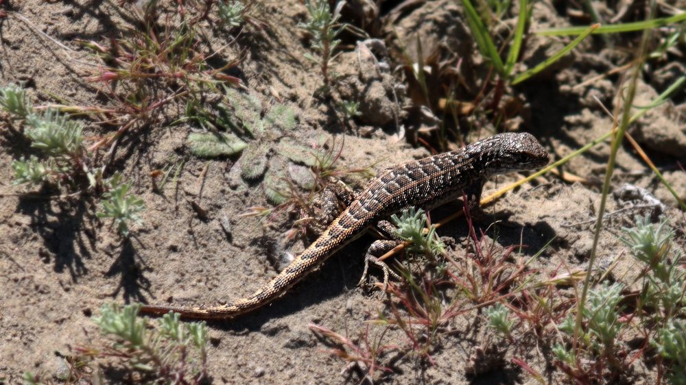 Photograph by Gonzalo Jorge Eduardo MARÓN