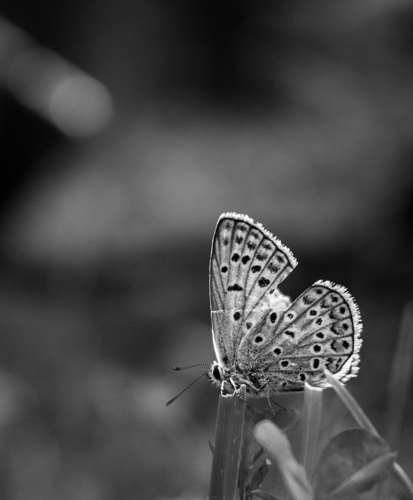 Photograph by Ezat Moradi Fard