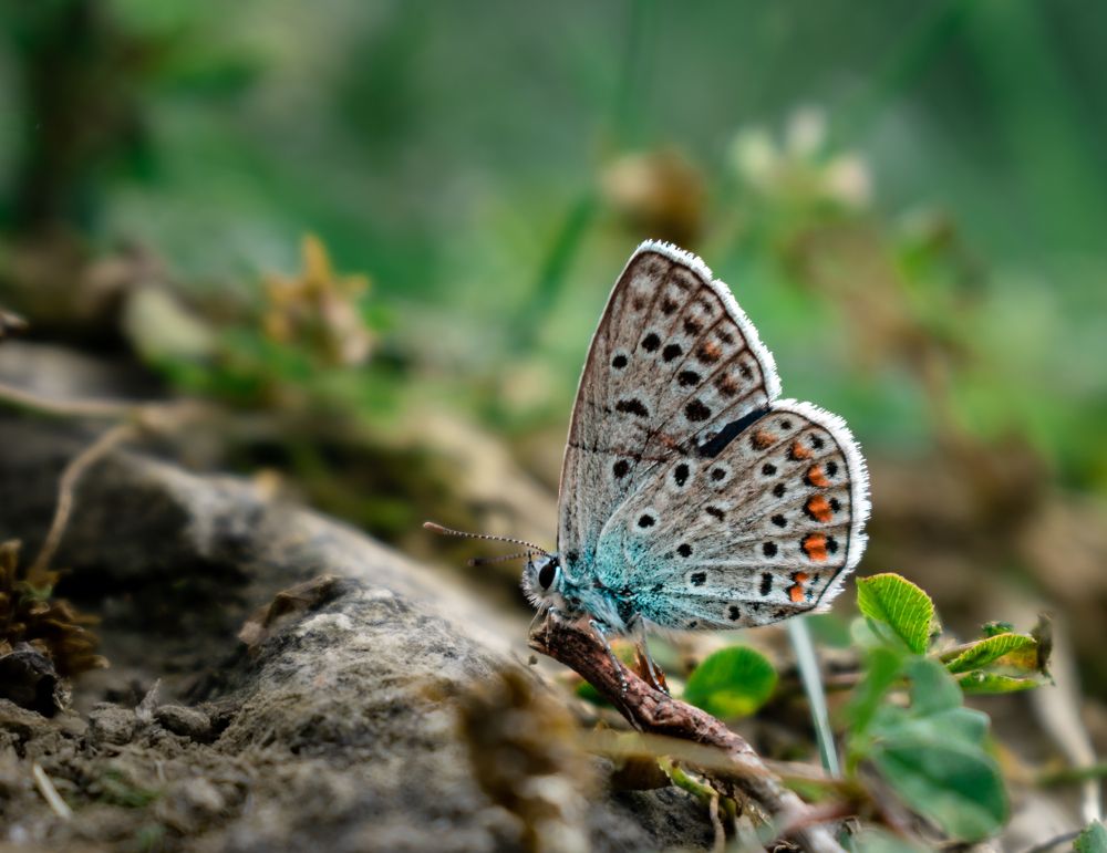 Photograph by Ezat Moradi Fard