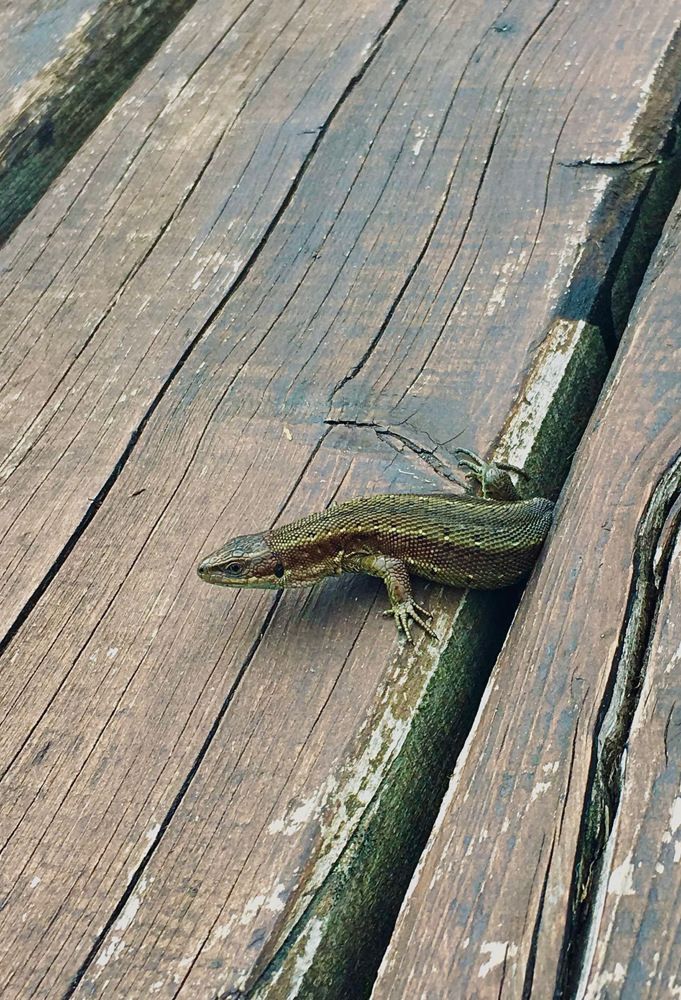 Photograph by Anastasiia