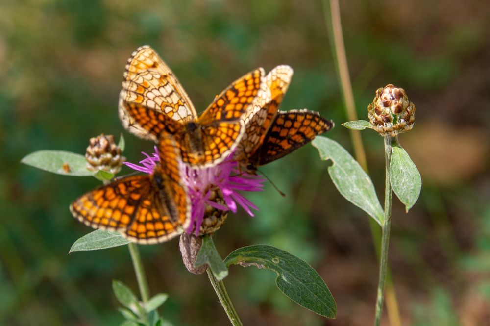 Фотография автора Нина Шкляр