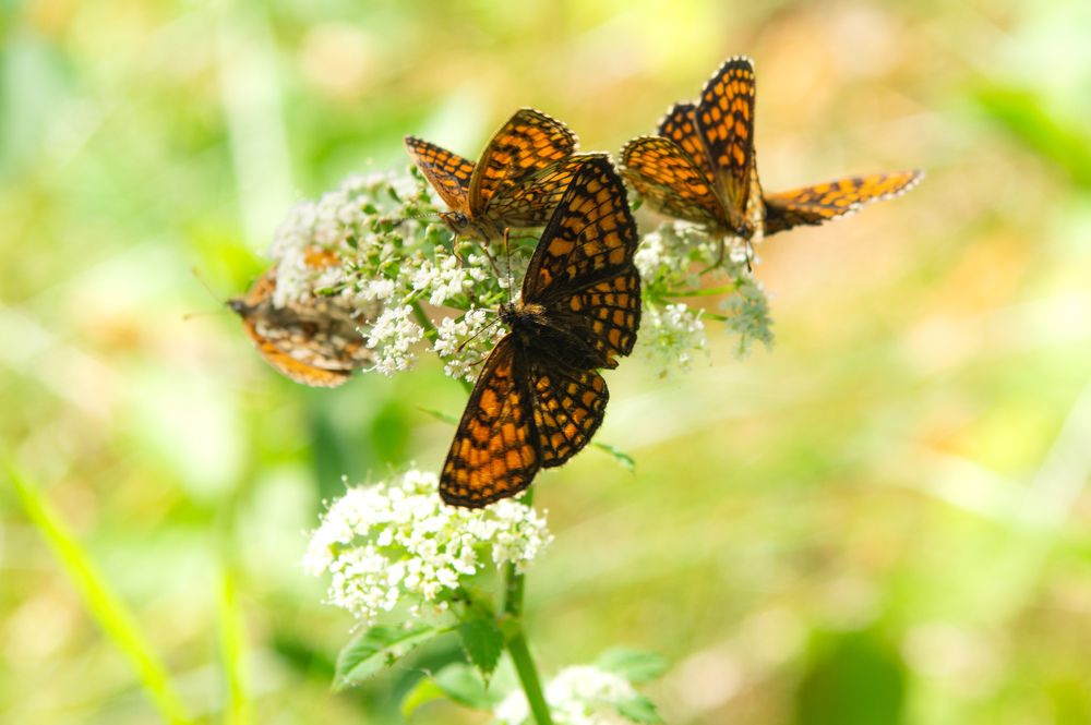 Фотография автора Нина Шкляр
