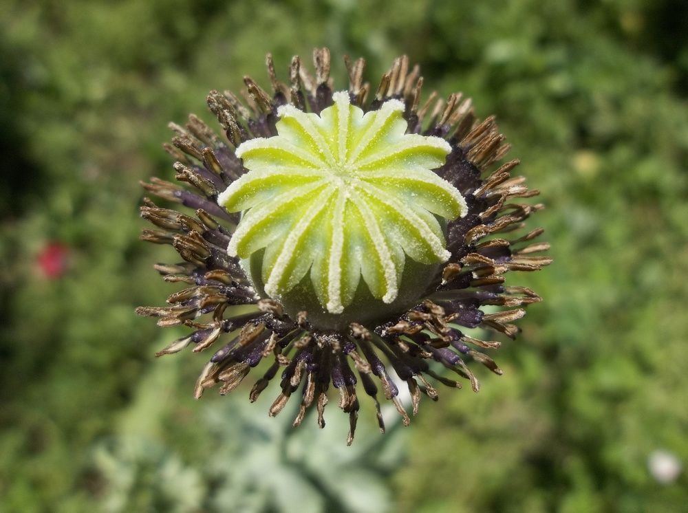 Photograph by Георги Колев