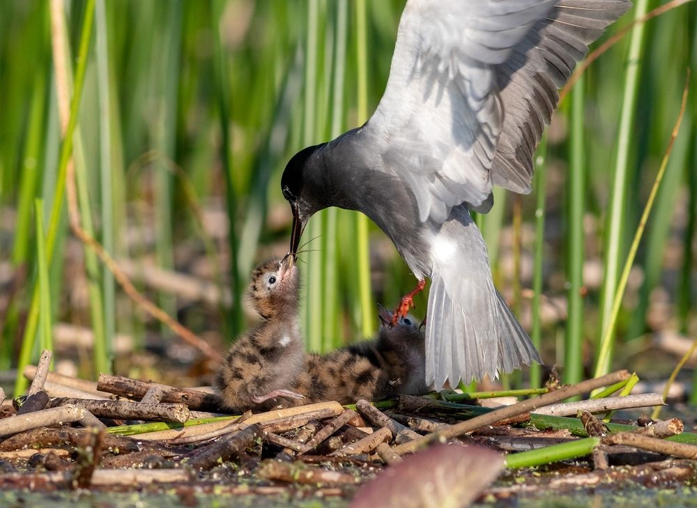 Photograph by Павел Краснослободцев