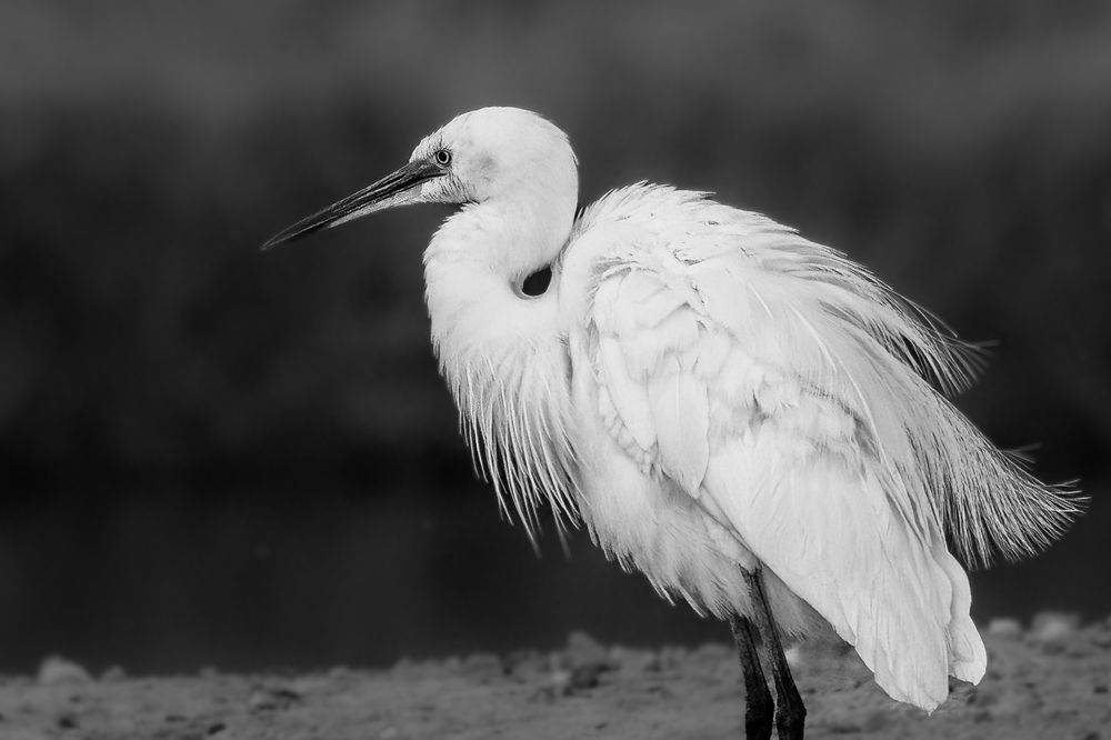 Фотография автора Kirtesh Mahant