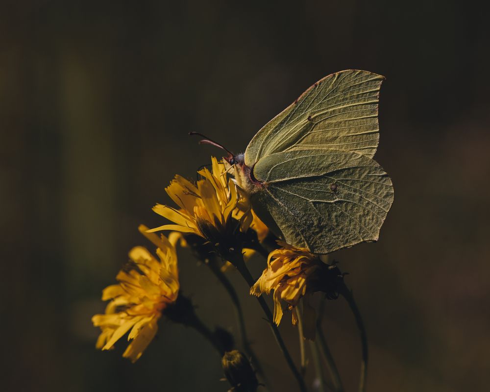 Photograph by Lesnoe Photo