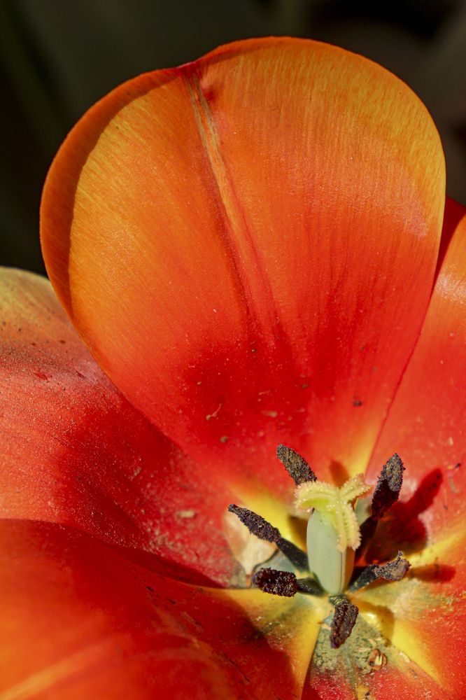 Фотография автора hanieh seyffard