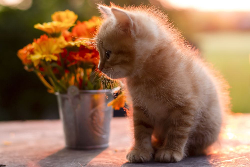 сонячний кот