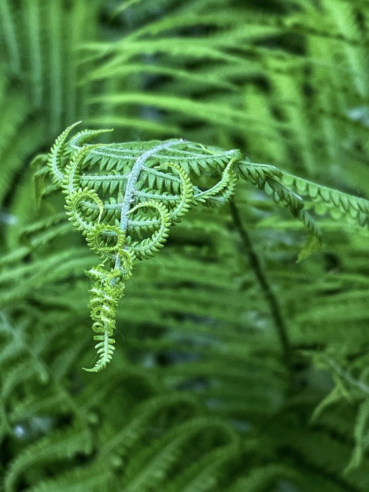 Фотография автора Nadezhda