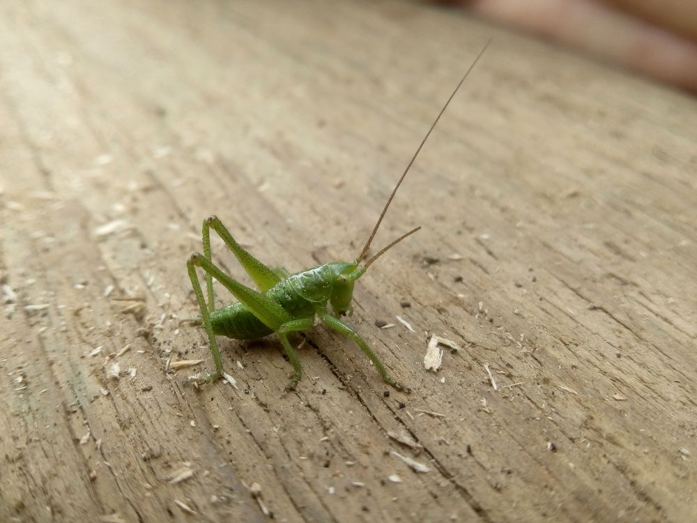 Photograph by Anna Veľasová