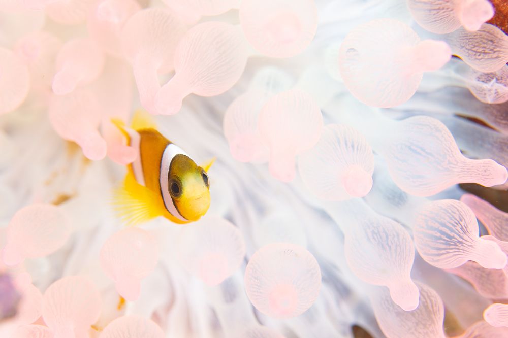 Photograph by HITOMI TSUCHIYA