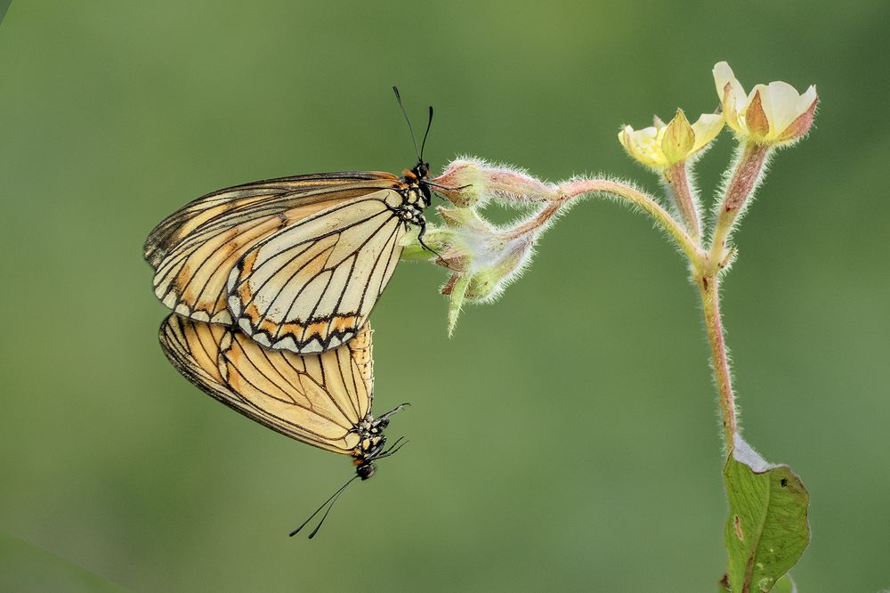 mating on flowers