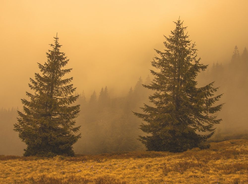 Фотография автора Sebastian Popa