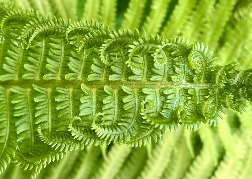 Photograph by Елена Карпухно