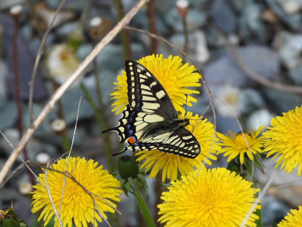 Photograph by Алексей Исаченко