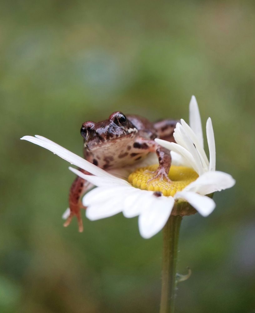 Царевна-лягушка, по совместительству - Дюймовочка